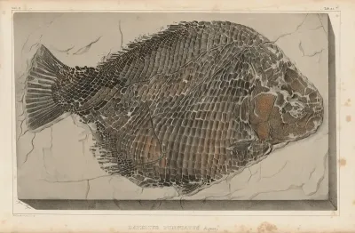 Recherches Sur Les Poissons Fossiles Pl 163