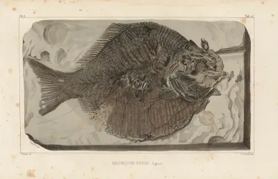 Recherches Sur Les Poissons Fossiles Pl 165
