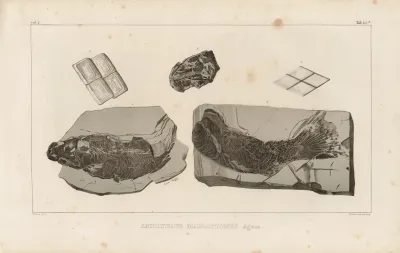 Recherches Sur Les Poissons Fossiles Pl 167