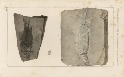 Recherches Sur Les Poissons Fossiles Pl 168