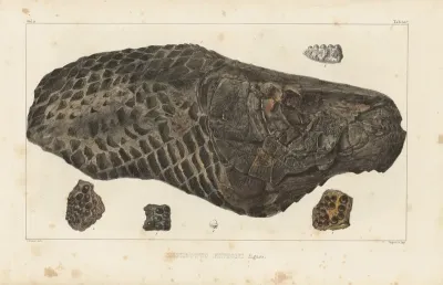 Recherches Sur Les Poissons Fossiles Pl 178