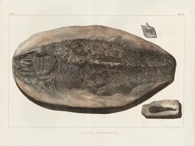 Recherches Sur Les Poissons Fossiles Pl 181