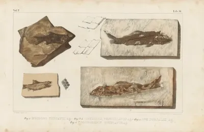Recherches Sur Les Poissons Fossiles Pl 189