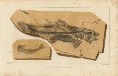 Recherches Sur Les Poissons Fossiles Pl 204