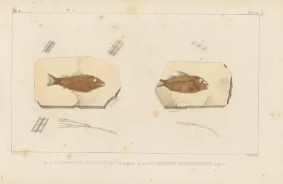 Recherches Sur Les Poissons Fossiles Pl 206