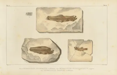 Recherches Sur Les Poissons Fossiles Pl 207