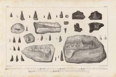 Recherches Sur Les Poissons Fossiles Pl 214