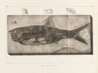 Recherches Sur Les Poissons Fossiles Pl 220