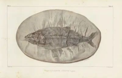 Recherches Sur Les Poissons Fossiles Pl 223