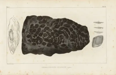 Recherches Sur Les Poissons Fossiles Pl 231
