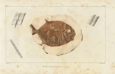 Recherches Sur Les Poissons Fossiles Pl 242