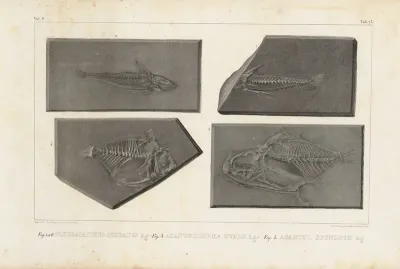 Recherches Sur Les Poissons Fossiles Pl 252