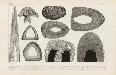 Recherches Sur Les Poissons Fossiles Pl 253