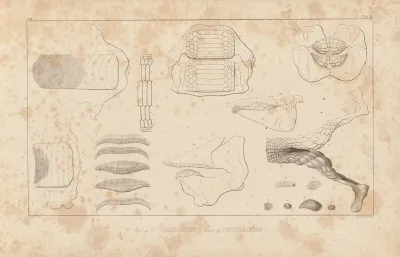 Recherches Sur Les Poissons Fossiles Pl 256
