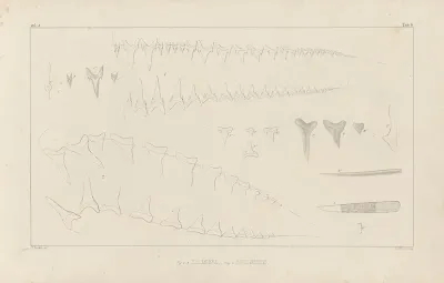 Recherches Sur Les Poissons Fossiles Pl 259