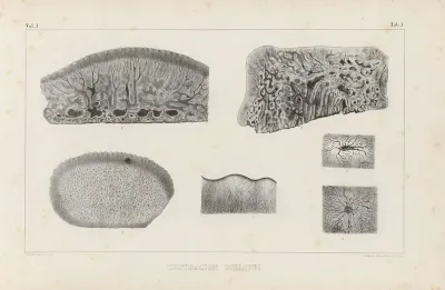 Recherches Sur Les Poissons Fossiles Pl 261