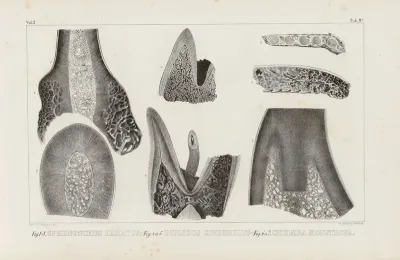 Recherches Sur Les Poissons Fossiles Pl 266