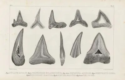 Recherches Sur Les Poissons Fossiles Pl 267