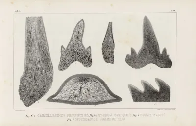 Recherches Sur Les Poissons Fossiles Pl 270