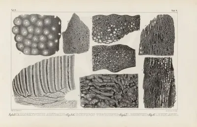 Recherches Sur Les Poissons Fossiles Pl 272
