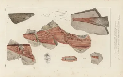 Recherches Sur Les Poissons Fossiles Pl 276