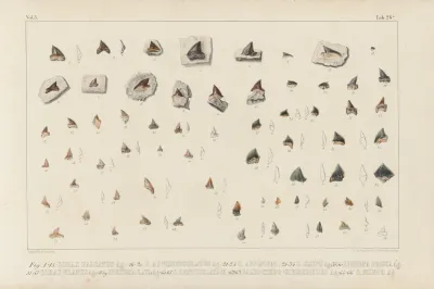 Recherches Sur Les Poissons Fossiles Pl 308