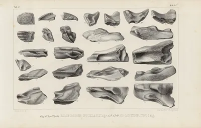 Recherches Sur Les Poissons Fossiles Pl 328