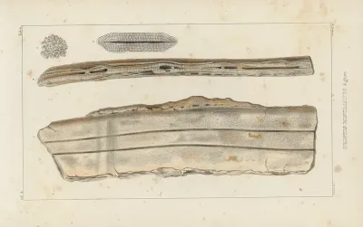 Recherches Sur Les Poissons Fossiles Pl 329