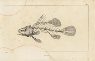 Recherches Sur Les Poissons Fossiles Pl 336