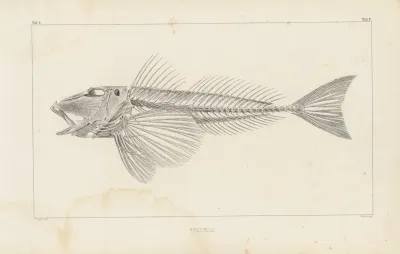 Recherches Sur Les Poissons Fossiles Pl 341
