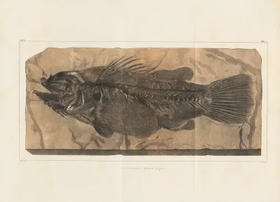 Recherches Sur Les Poissons Fossiles Pl 348