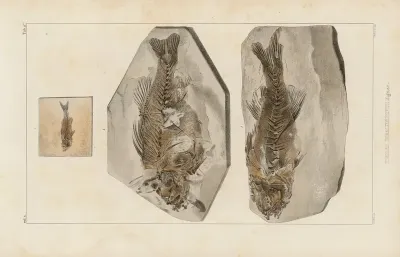 Recherches Sur Les Poissons Fossiles Pl 358