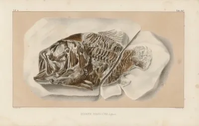 Recherches Sur Les Poissons Fossiles Pl 362