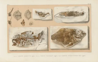 Recherches Sur Les Poissons Fossiles Pl 364