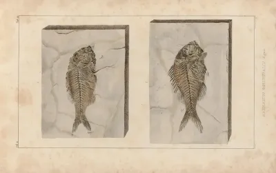 Recherches Sur Les Poissons Fossiles Pl 374