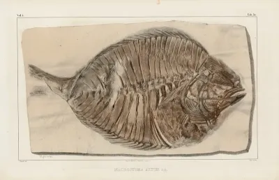 Recherches Sur Les Poissons Fossiles Pl 380