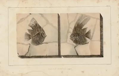 Recherches Sur Les Poissons Fossiles Pl 394