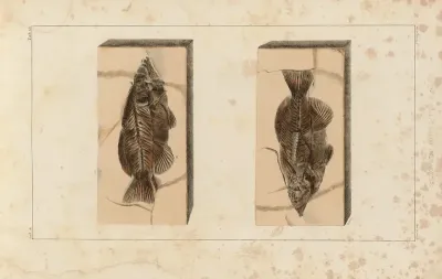 Recherches Sur Les Poissons Fossiles Pl 395