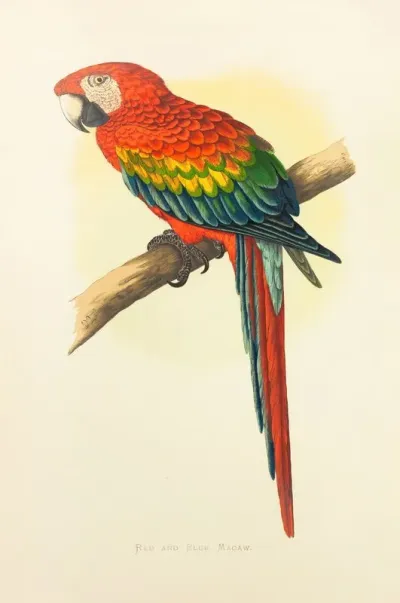 Red And Blue Macaw