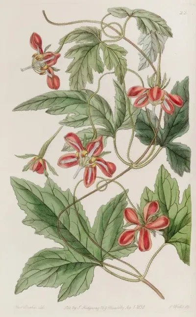 Red Loasa