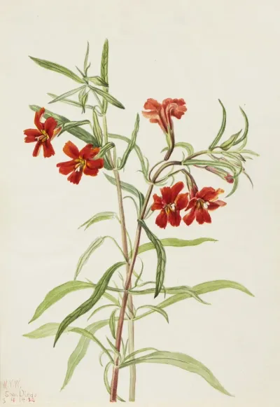 Red Monkeyflower Diplaucus Puniceus