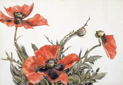 Red Poppies 2