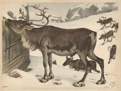 Reindeer 4