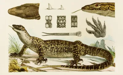 Reptiles I