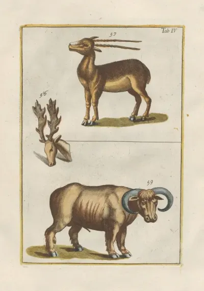 Rerum Naturalium Historia Nempe Quadrupedum Pl 04