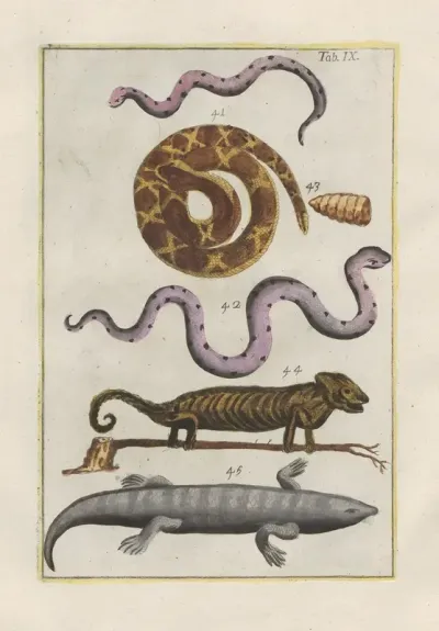 Rerum Naturalium Historia Nempe Quadrupedum Pl 09