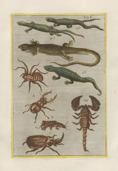 Rerum Naturalium Historia Nempe Quadrupedum Pl 10