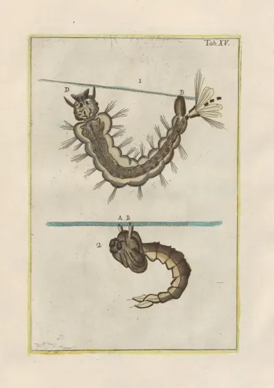 Rerum Naturalium Historia Nempe Quadrupedum Pl 15