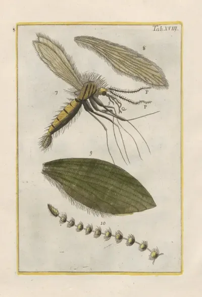 Rerum Naturalium Historia Nempe Quadrupedum Pl 18