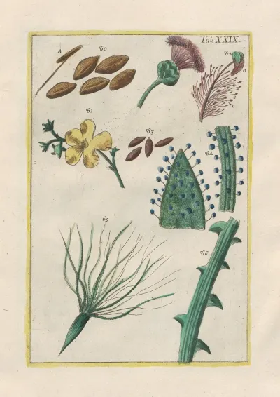 Rerum Naturalium Historia Nempe Quadrupedum Pl 29